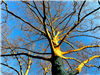 Sycamore Tree on Leroy Place
